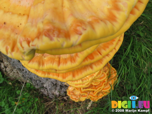 28114 Big Yellow Mushrooms on Tree - Sulfur Shelf (Laetiporus sulphureus)